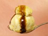 沖縄黒糖きな粉ジェラート